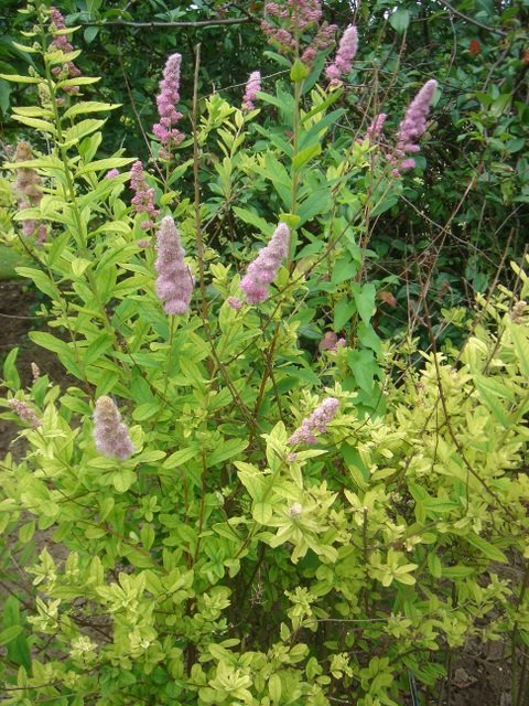 Spiraea douglasii P27 (2)
